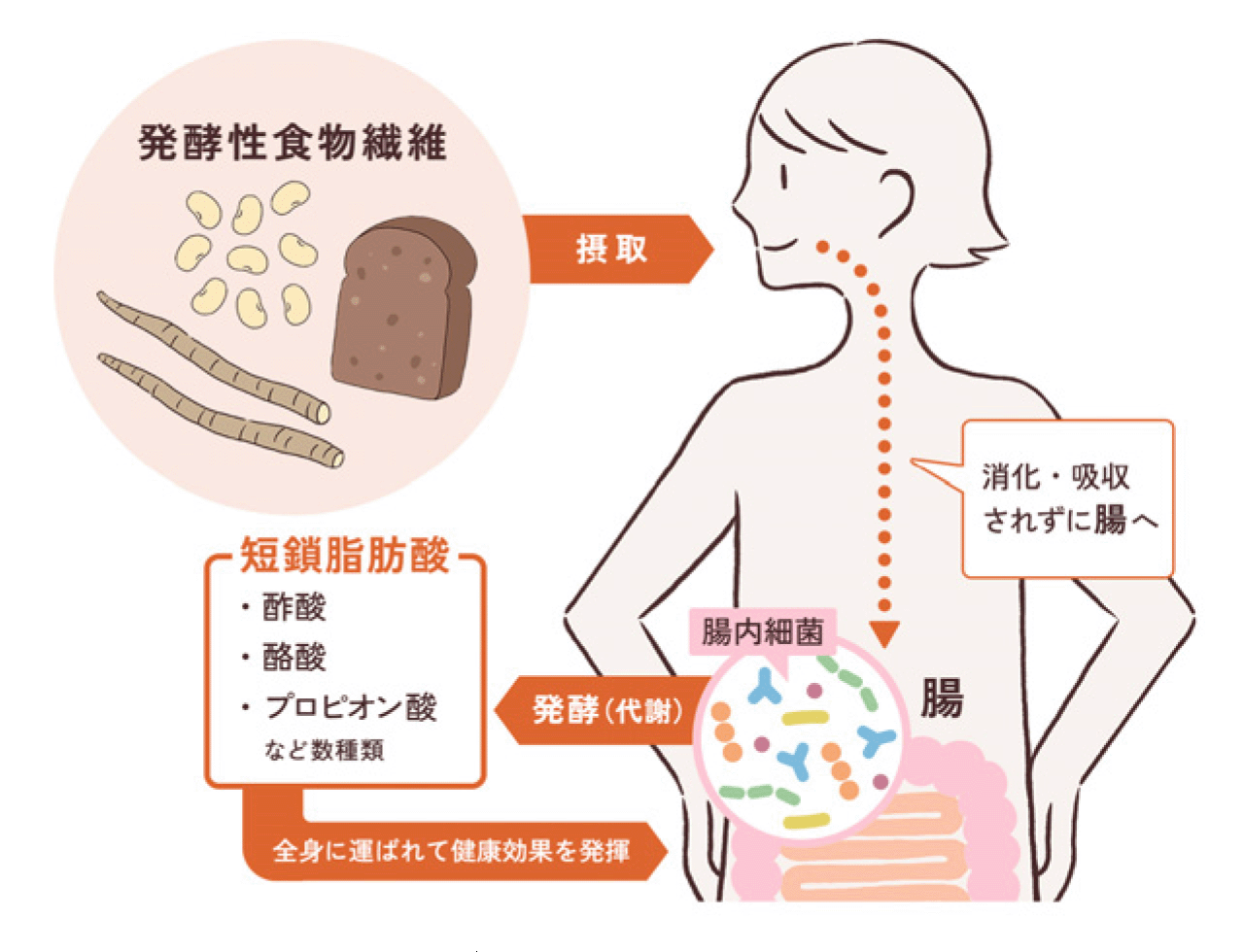 発酵性食物繊維と腸内細菌のイラスト