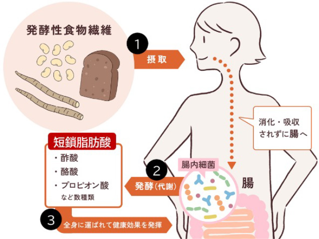 発酵性食物繊維と腸内細菌のイラスト